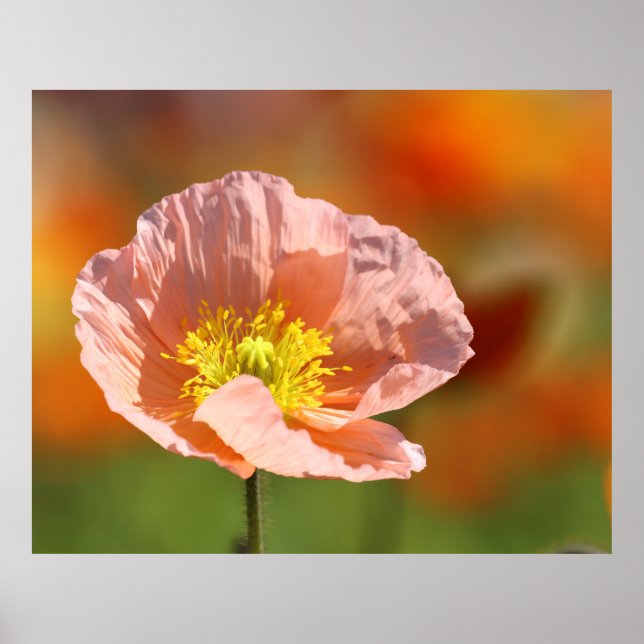 Poppy Flower Poster (Front)