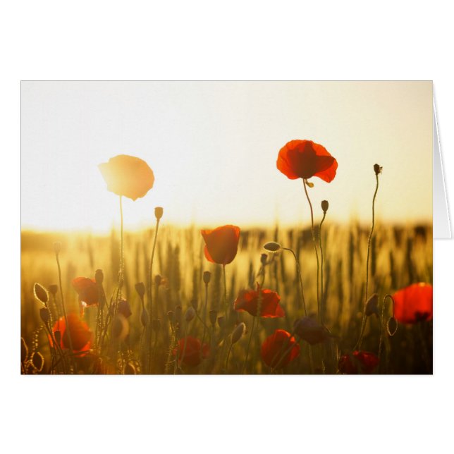 Poppy flowers in sunlight (Front Horizontal)