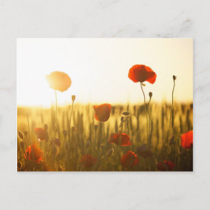 Poppy flowers in sunlight postcard
