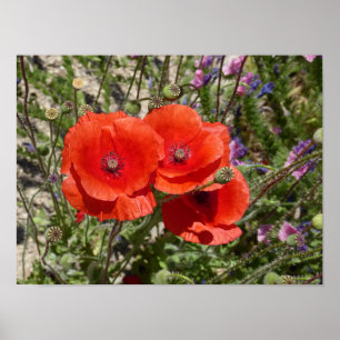 POPPY FLOWERS POSTER