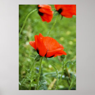 Poppy Framed Print