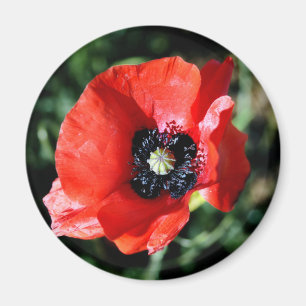 Poppy fridge magnet