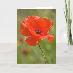 Poppy Greeting Card