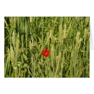 poppy in cornfield