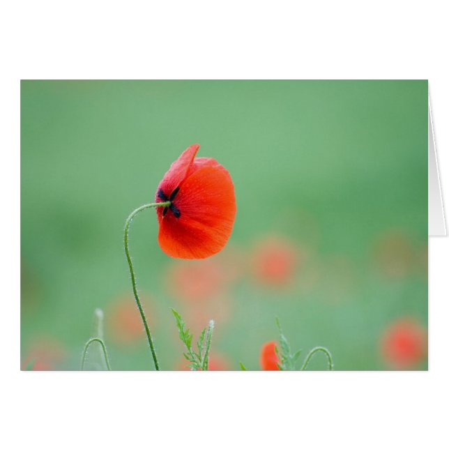 Poppy in Nidd (Front Horizontal)