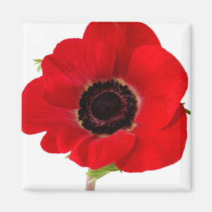 Poppy magnet
