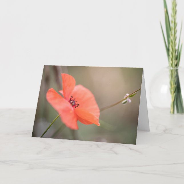 Poppy Nature Photo Card (Front)