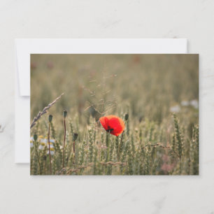 Poppy Nature Photo Card