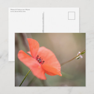 Poppy Nature Photo Postcard