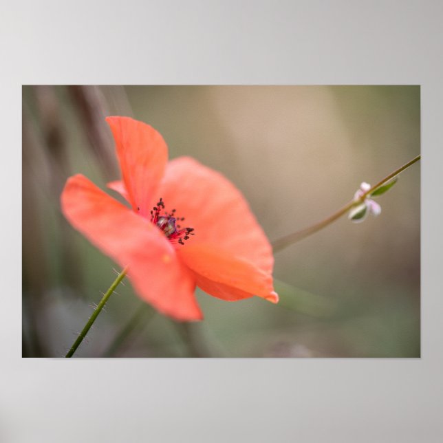 Poppy Nature Photo Poster (Front)