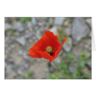 Poppy, Newgrange, Northern Ireland