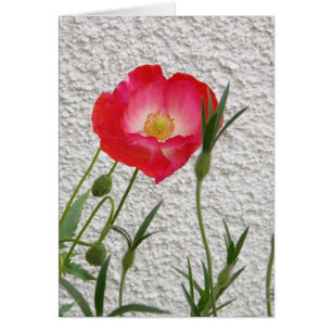 Poppy notelet