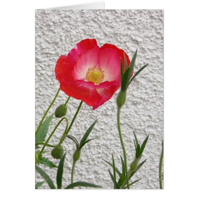 Poppy notelet (Front)