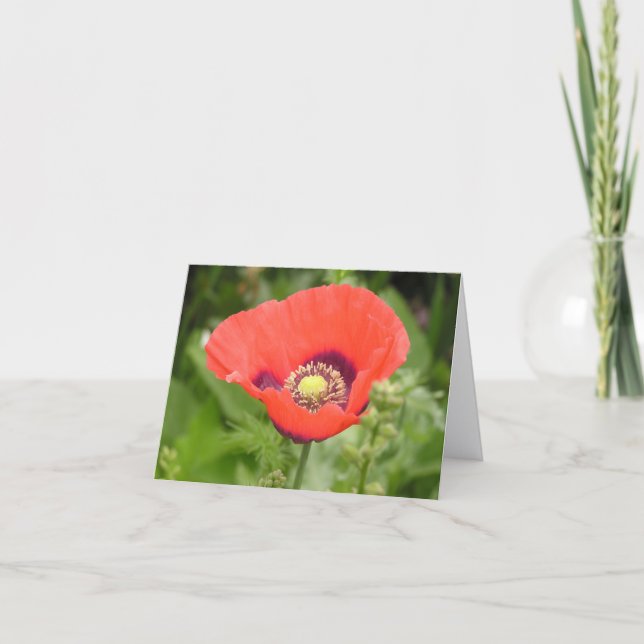 Poppy (Papaver somniferum) card (Front)