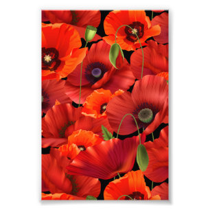 Poppy Photo Print