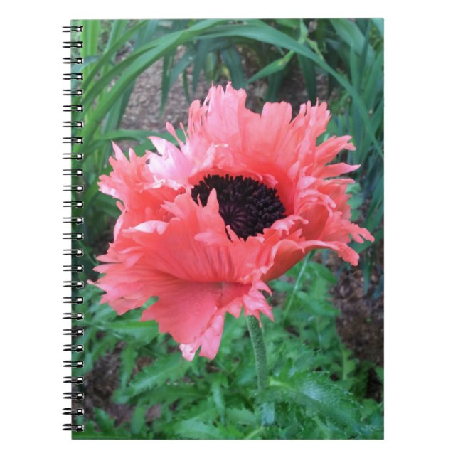 POPPY "Pink Ruffles" --- Spiral Notebook (Front)