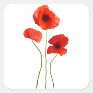 poppy - poppy square sticker