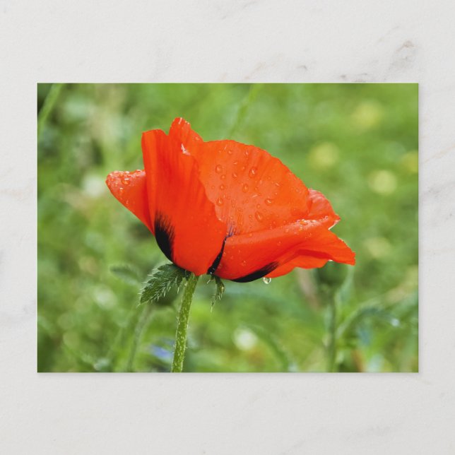 Poppy Postcard (Front)