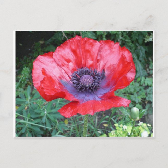 Poppy Postcard (Front)