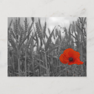 Poppy Postcard