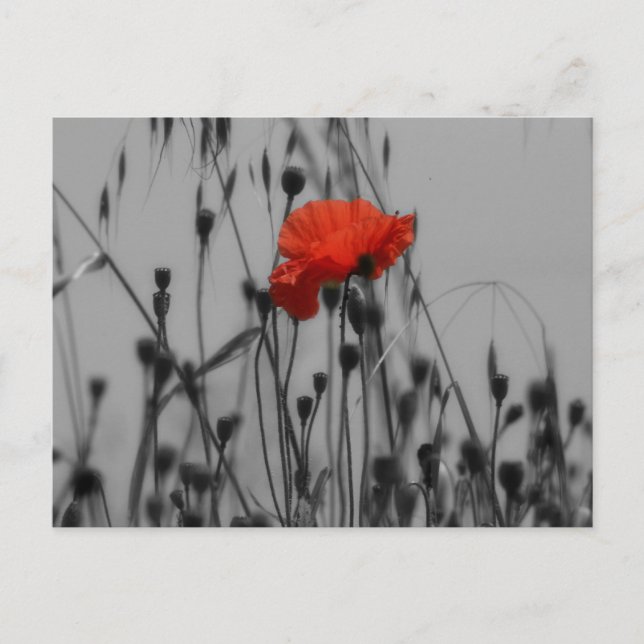 Poppy Postcard (Front)