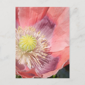 Poppy postcard