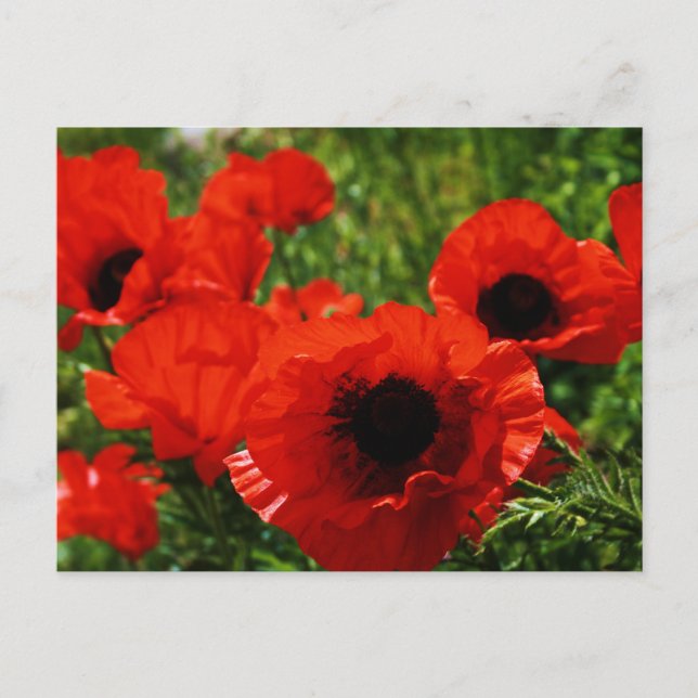 Poppy Postcard (Front)