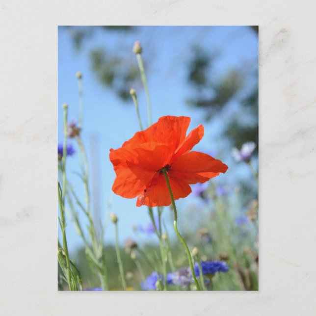 Poppy Postcard (Front)