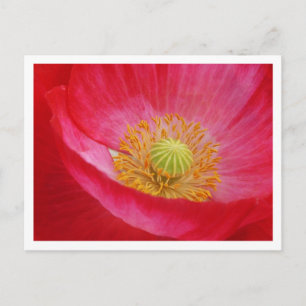 Poppy Postcard