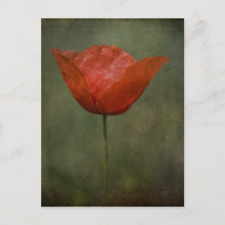 Poppy postcard