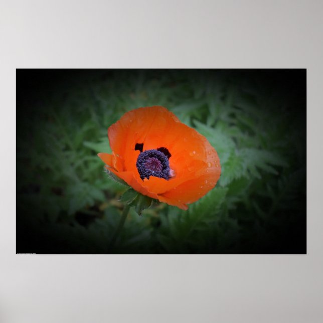 Poppy,  poster (Front)
