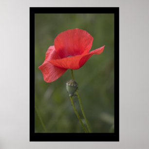 Poppy. Poster by cARTerART