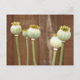 Poppy Seedheads Postcard