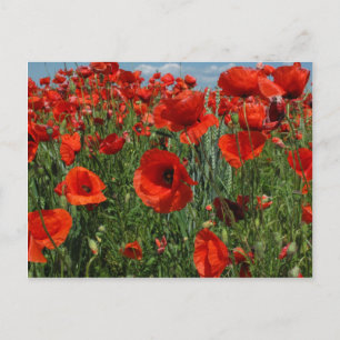 Poppy Seeds Flowers Field Postcard