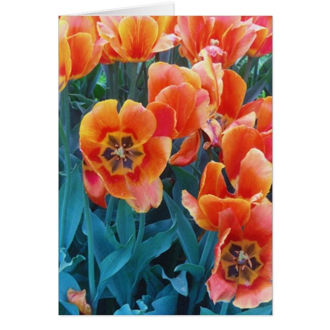 Poppy Tulips (Front)