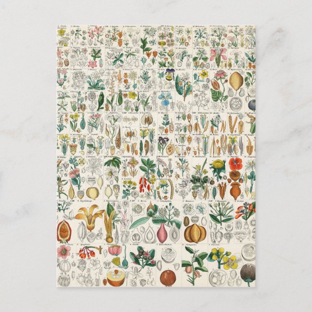 Poppy, Violet Plant Classifications Postcard (Front)