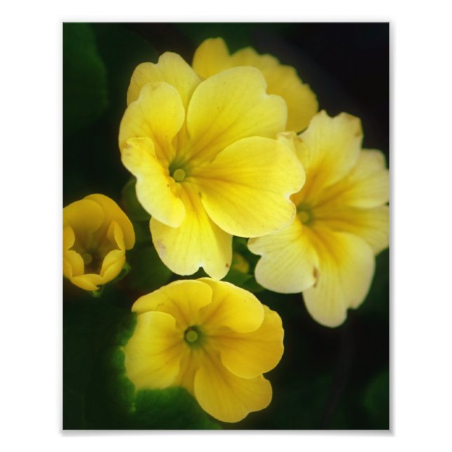 Pops of Yellow 8x10 Photo Print (Front)