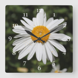 popular flower, pretty wild white daisy photograph square wall clock