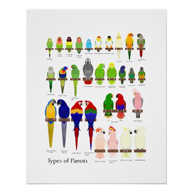 popular pet parrots types chart (Front)