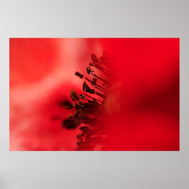 Popy heart poster (Front)