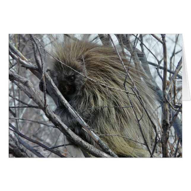 Porcupine (Front Horizontal)
