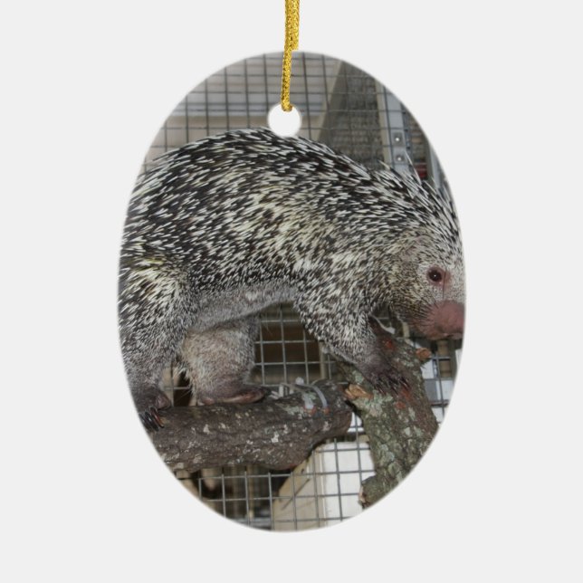 Porcupine Ceramic Tree Decoration (Front)