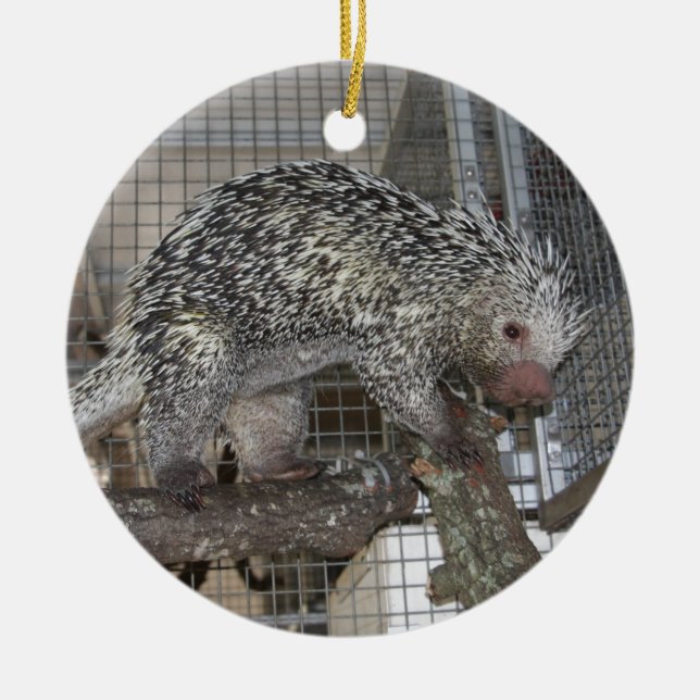 Porcupine Ceramic Tree Decoration (Front)