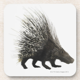 Porcupine Coaster
