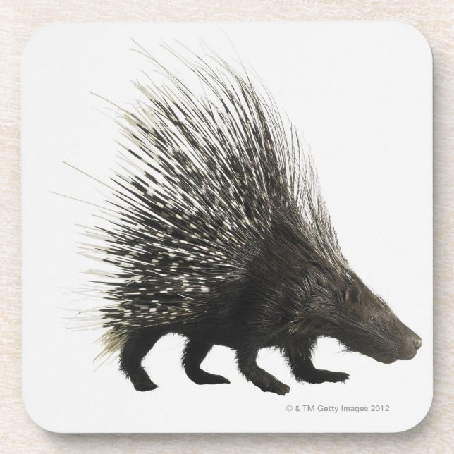 Porcupine Coaster (Front)