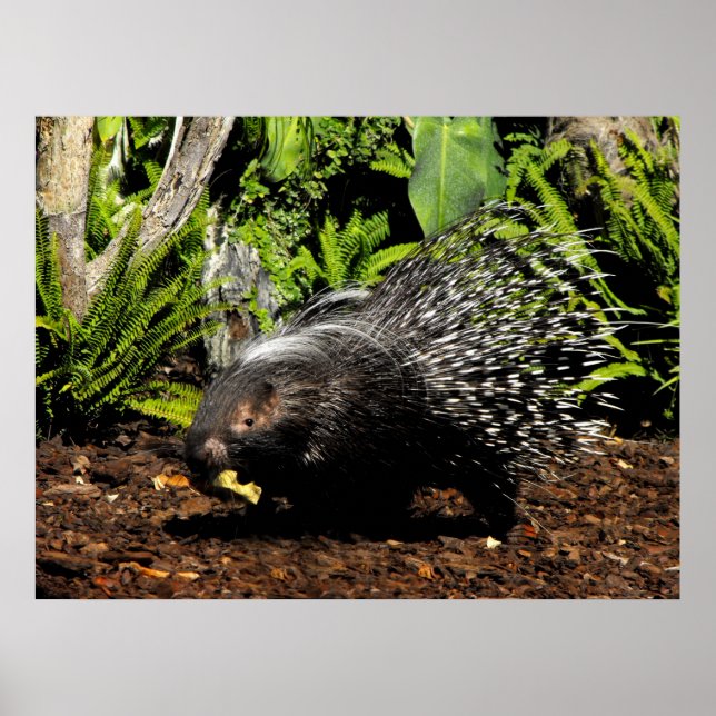 Porcupine feeding poster (Front)