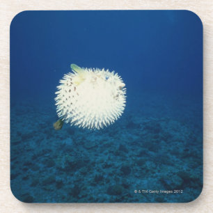 Porcupine Fish Coaster