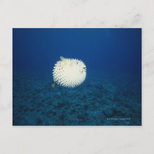 Porcupine Fish Postcard