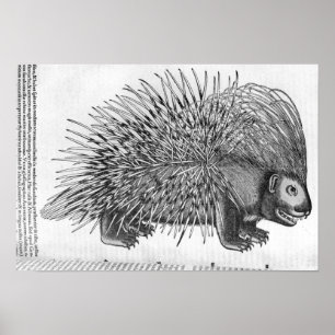 Porcupine, from 'Historia Animalium' Poster