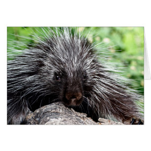 Porcupine Lounging